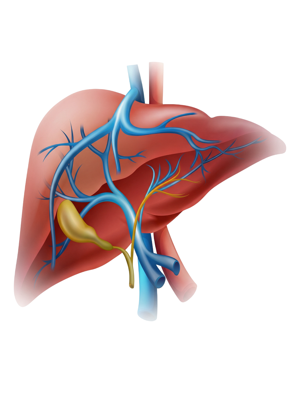 liver-4